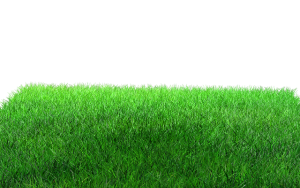 Seasonal Turf Mastery for Lush Landscapes: Expert Lawn Care Strategies