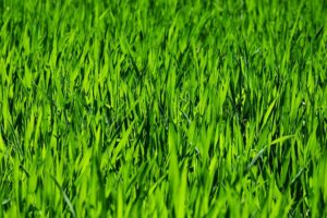 Seasonal Yard Maintenance: Enhancing Your Landscape with Expert Lawn Care Tips for Spring and Autumn
