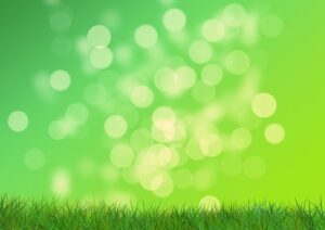 Optimizing Your Lawn: Expert Tips on Fertilization and Weed Control for Healthy Turf