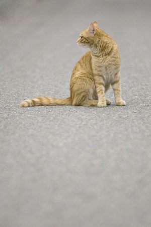 In-Home Pet Care: Mastering Pet Sitting and Dog Walking Services
