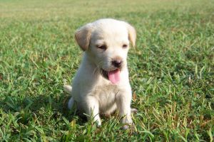 Join the Pack: Embrace Pet Sitting and Dog Walking Roles for Companion Joy