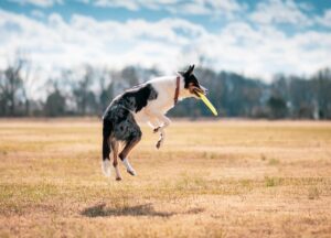 Securing Reliable Pet Sitting: A Guide for Conscientious Dog Owners