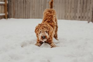 Cool Comfort for Pets: The Rise of Eco-Friendly Air-Conditioned Dog Houses