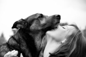Cool Solutions: Ensuring Pet-Safe Climates with Air-Conditioned Dog Houses