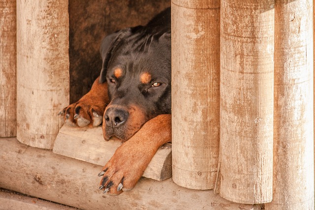 air conditioned dog house