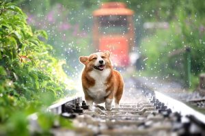 Cool Pets: The Rise of Portable Air-Conditioned Dog Houses
