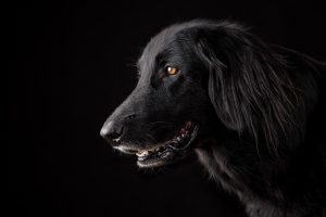 Revolutionizing Pet Comfort: The Advance of Air Conditioned Dog Houses