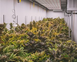 Exploring the Best CBD Edibles: A Gastronomic Journey into Wellness and Flavor