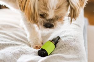Optimizing Localized Pain Relief with Effective CBD Cream Usage