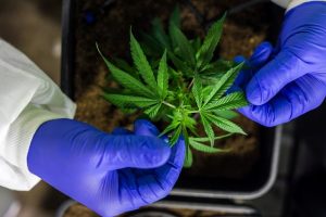 Maximizing Quick Absorption: The Science and Application of Full Spectrum CBD Tinctures