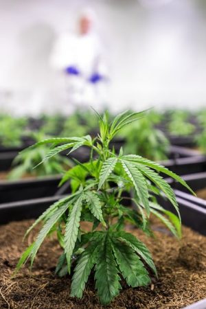 Decoding Full Spectrum CBD Tinctures: Benefits, Usage, and Quality Assurance