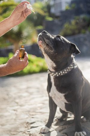 Mastering Full Spectrum CBD Tincture for Pain Relief: A Complete Guide