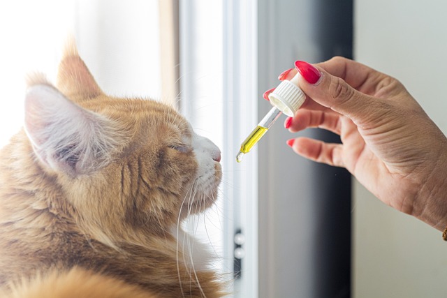 Full Spectrum CBD Tincture