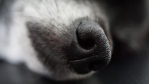 Eco-Friendly Heating Solutions for Pets: Maximizing Comfort with Renewable Energy in Heated Dog Houses