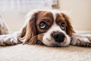 Optimizing Heated Dog Houses for Maximum Comfort and Safety