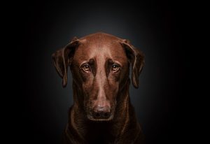 Heated Dog Houses: Ensuring Comfort for Pets in Cold Climates