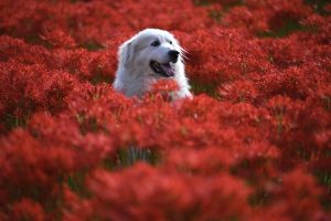 Weatherproof and Warm: The Future of Heated Dog Houses for All Climates