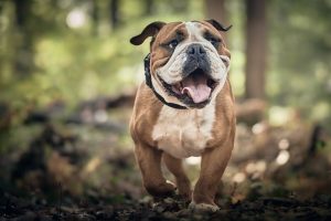 Heated Dog Houses: Energy-Efficient Solutions for Pet Comfort and Safety