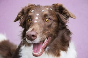 Green Heating Solutions for Optimal Pet Housing