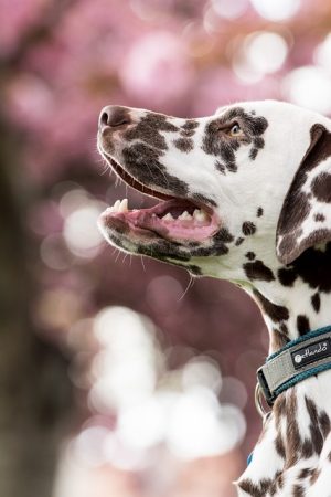 Comprehensive Guide to Safe and Cozy Heated Dog Houses for Pet Well-Being