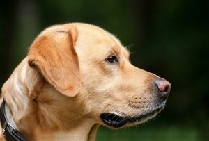 Green Home Heating Solutions and Eco-Friendly Dog Housing