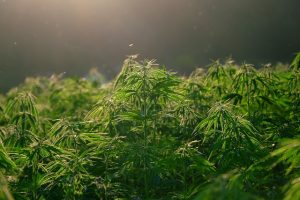 Exploring the Versatility of Hemp Terpenes for Sale and Their Impact on Product Innovation