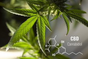 Exploring Hemp Terpenes for Sale: Applications, Benefits, and Market Trends