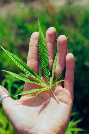 Decoding the KO Blend THC Disposable: Unveiling Terpene Influence on Effects and Flavors