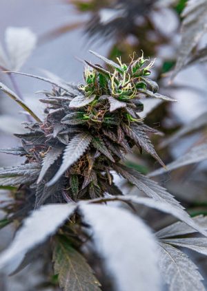 KO Blend THC Disposables Unveiled: A Guide to Usage, Effects, and Legal Considerations