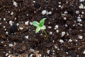 Balancing Highs: A Guide to KO Blend THC Disposable Effects and Usage
