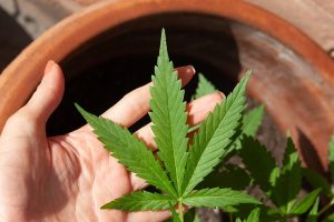KO Blend THC Disposables: A New Era of Cannabis Consumption