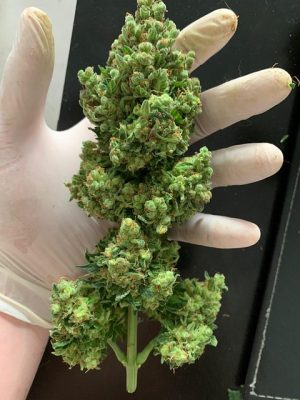 KO Blend THC Vape: The Residue-Free Revolution in Vaping