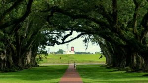 Optimizing Your Outdoor Space: Expert Lawn Care and Landscaping Strategies