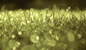 Optimal Tree Trimming and Pruning: Elevating Your Lawn’s Beauty and Health