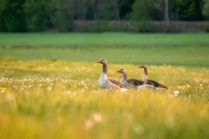 Expert Turf Management for Lush Lawns: Soil pH & Integrated Pest Solutions