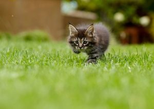 Optimizing Garden Beauty: Expert Lawn Care and Landscaping Tips