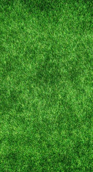 Lawn Care and Landscaping Mastery: Elevating Your Yard’s Appeal Year-Round