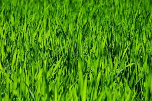 Optimizing Lawn Vitality: A Guide to Fertilization and Weed Management for Healthy Turf