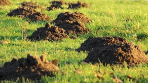 Optimizing Your Outdoor Space: A Guide to Residential Lawn Care and Landscaping Services
