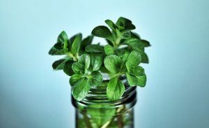 Mint CBD Tincture: Full Spectrum vs. Isolate Benefits and Usage Guide