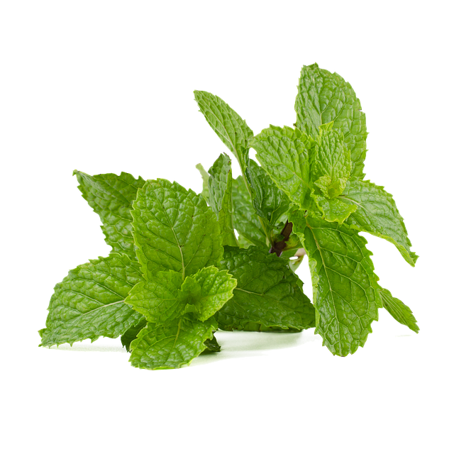 Mint Flavored CBD Tincture