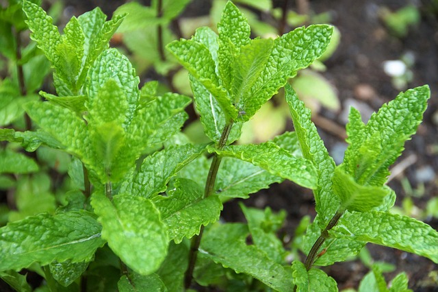 Mint Flavored CBD Tincture