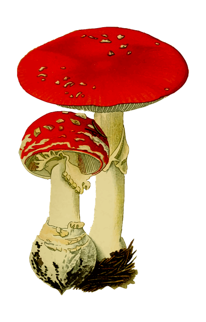 Mushroom Gummies for Focus