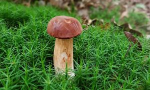 Harnessing Focus and Calm with Mushroom Gummies: A Natural Stress Relief Solution