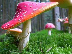 Harnessing Antioxidants: The Focus-Enhancing Power of Mushroom Gummies