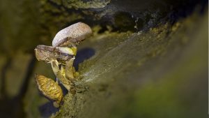 Harnessing the Power of Mushroom Gummies for Focus and Stable Mood