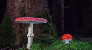 Harnessing the Power of Mushroom Gummies for Focused Relaxation and Stress Management