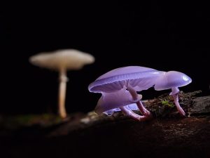 Mushroom Gummies for Focus: A Tasteful Guide to Flavor and Concentration