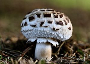 Maximizing Focus and Immunity with Mushroom Gummies: A Comprehensive Guide