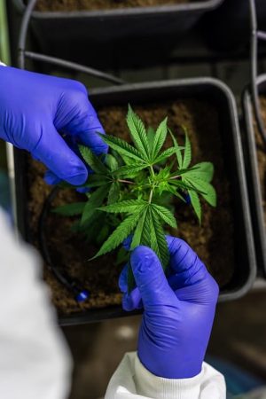 Exploring Pure CBD Isolate’s Odorless and Flavorless Benefits